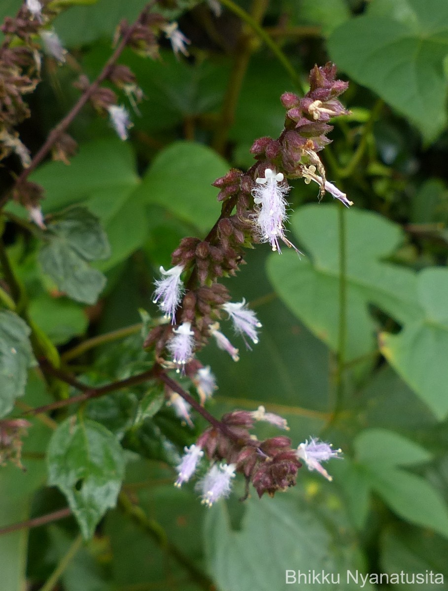 Pogostemon heyneanus Benth.